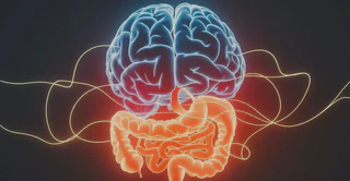 Featured image for article: 🧩 CHUNKING. HOW OUR BRAINS AND GUT ORGANIZE INFORMATION FOR ENHANCED RECALL